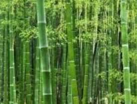 Cultivation Technology of Bamboo