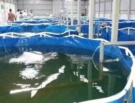 Certificate in Bio Flock Fish Farming