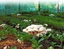Certificate in Mushroom Cultivation Business