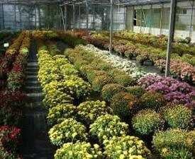Certificate in Greenhouse and Flower Farming Skills