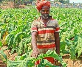 Certificate in Organic Grower