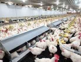 Certificate in Poultry Farming