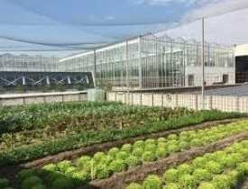 Certificate in Rooftop Farming Business