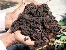 Certificate in Vermicompost Production